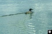 Common Loon on Fremont Lake. Photo by Dave Bell.