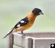 Black headed grosbeak. Photo by Rob Tolley.