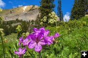 Sticky Geraniums. Photo by Dave Bell.