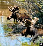 Two bull moose. Photo by Jory Westberry.