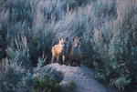 Fox kits near Daniel, Wyoming