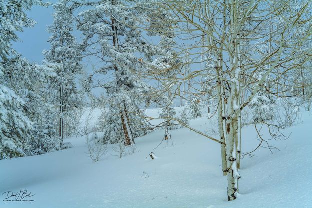 Winter Scene. Photo by Dave Bell.