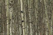 Aspen Thicket. Photo by Dave Bell.