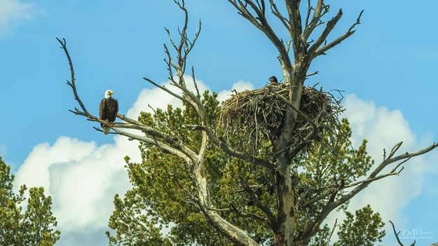 In The Nest And On Guard. Photo by Dave Bell.