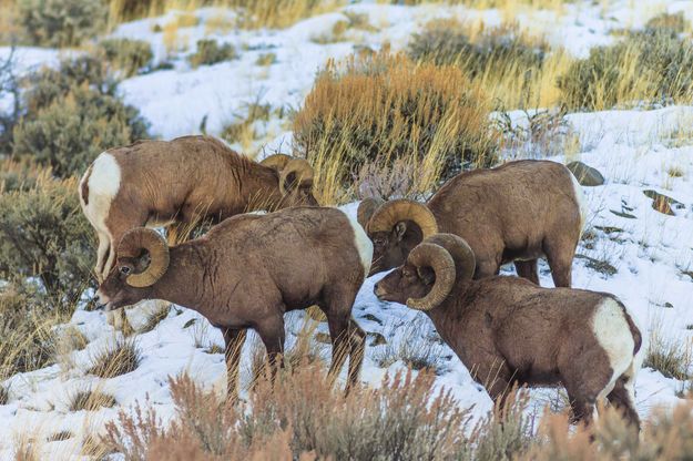 Four Rams. Photo by Dave Bell.