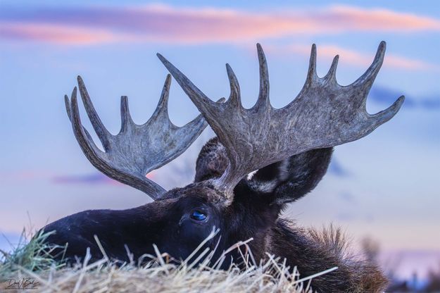 . Photo by Dave Bell.