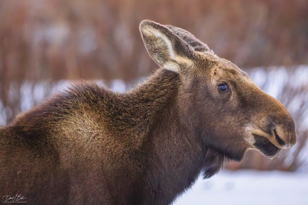 . Photo by Dave Bell.