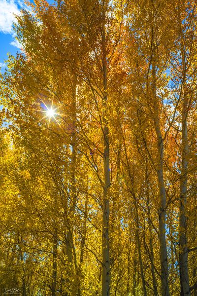 Beautiful Color. Photo by Dave Bell.