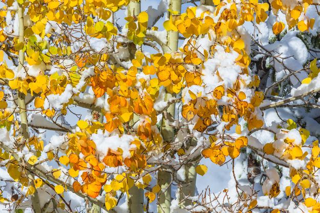 Snow Bound Leaves. Photo by Dave Bell.