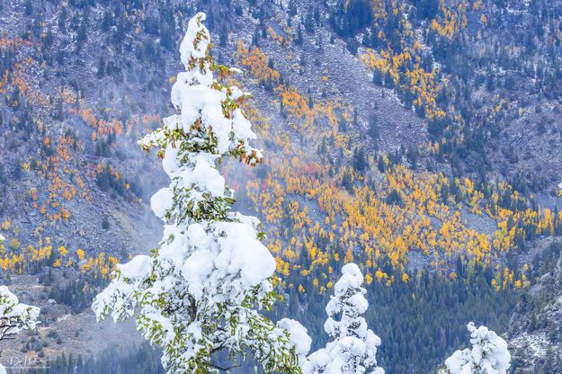 Colorful Contrasts. Photo by Dave Bell.