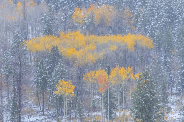 Splash of Color. Photo by Dave Bell.
