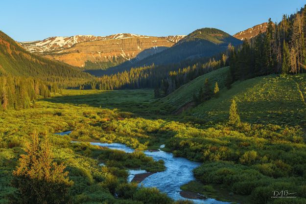 Cottonwood Beauty. Photo by Dave Bell.