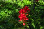 Paintbrush Beauty. Photo by Dave Bell.