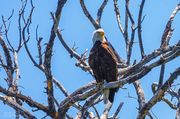 Big Bird. Photo by Dave Bell.