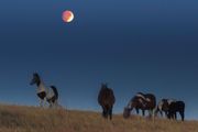 Eclipse Ponies. Photo by Dave Bell.