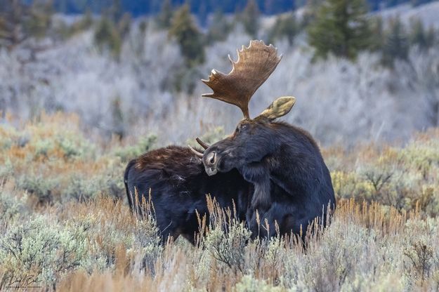 . Photo by Dave Bell.