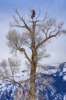 Lift-Off. Photo by Dave Bell.