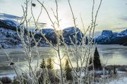 Frosty Aspens. Photo by Dave Bell.