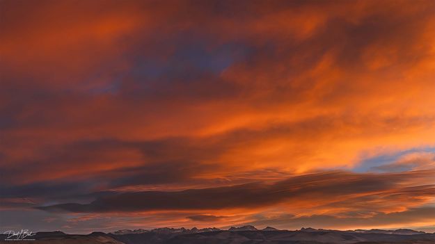 Northern Range Wow!. Photo by Dave Bell.