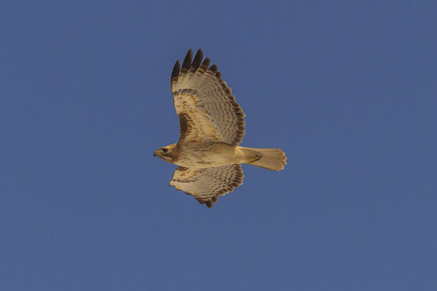 Bird Of Prey In Flight. Photo by Dave Bell.