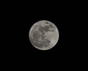 January Full Moon--Wolf Moon. Photo by Dave Bell.