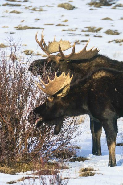Two Moose A Munching. Photo by Dave Bell.