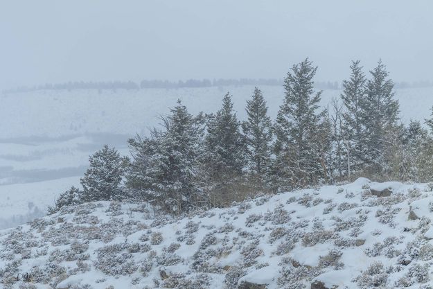 Ridgeline Trees. Photo by Dave Bell.