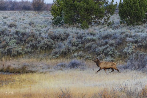 Chasing The Gals. Photo by Dave Bell.