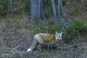 Fox. Photo by Dave Bell.