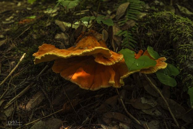 Shaded. Photo by Dave Bell.