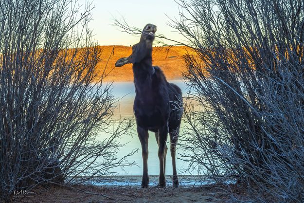 . Photo by Dave Bell.