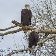. Photo by Dave Bell.