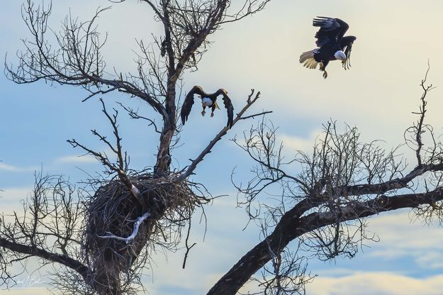 Lift Off. Photo by Dave Bell.