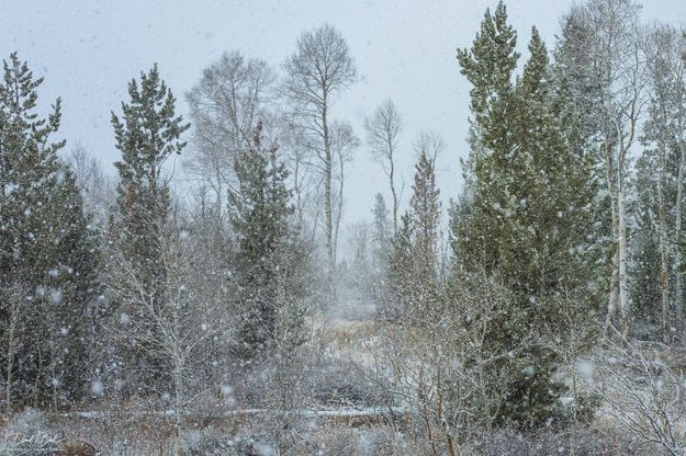 Snow. Photo by Dave Bell.