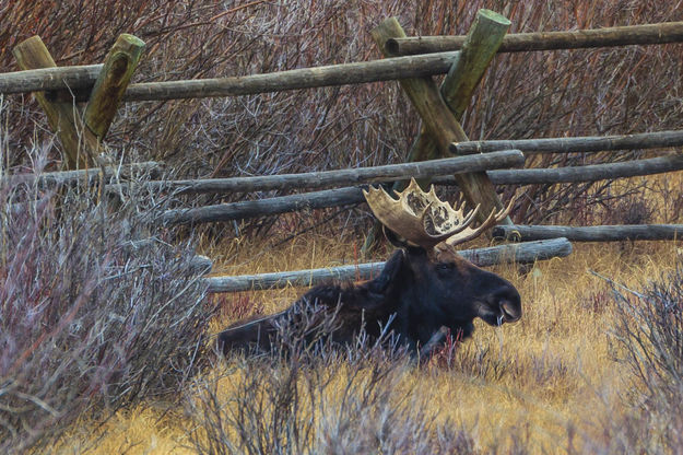 Duck Creek Bull Moose. Photo by Dave Bell.