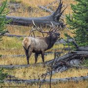 Bull Elk Bugling. Photo by Dave Bell.