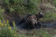 Grizzly Encounter