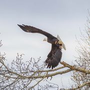 Seven Mile River Ranch Eagles-Oct 13