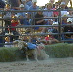 Mutton Bustin'