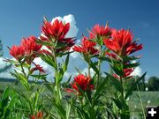 Indian Paintbrush