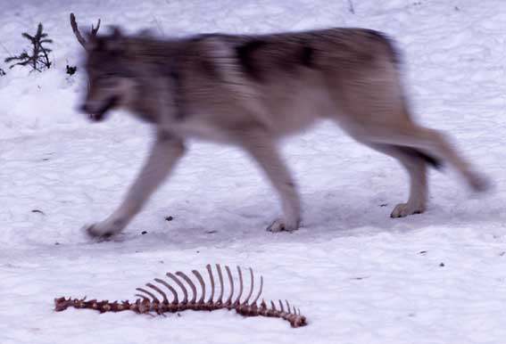 Wolf in Yellowstone National Park. Photo by Jim Peaco., National Park Service.
