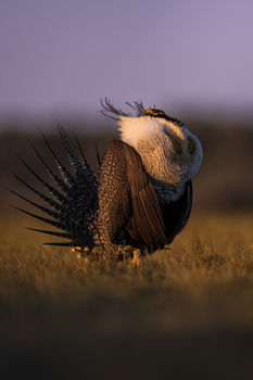 Strutting. Photo by Tony Vitolo.