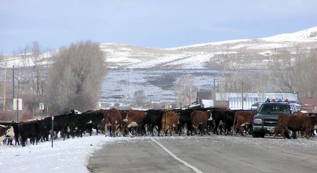 Daniel Roundup. Photo by Dawn Ballou, Pinedale Online.