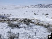 Antelope in deep snow. Photo by Wyoming Game & Fish.