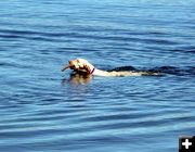 Dogs and Fremont Lake. Photo by Pinedale Online.