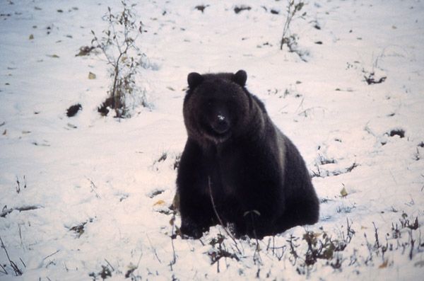 Grizzly Bear. Photo by National Park Service.