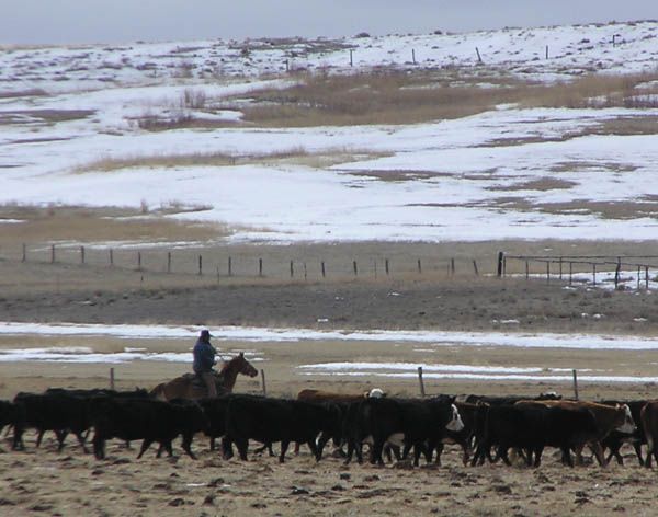 Wyoming Cowboy. Photo by Pinedale Online.