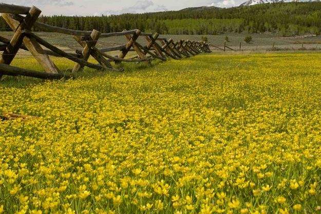 Field of yellow flowers. Photo by Dave Bell.