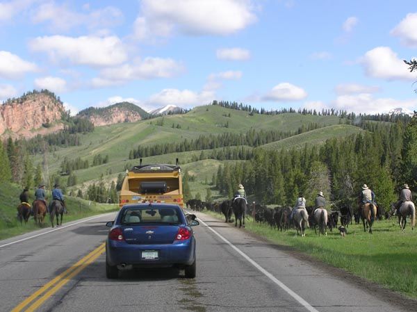 Hoback Cattle Drive. Photo by Dawn Ballou, Pinedale Online.