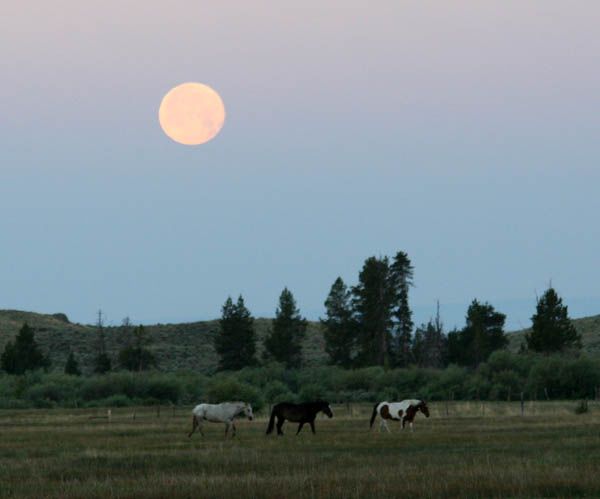 Full Moon. Photo by Terry Pollard.